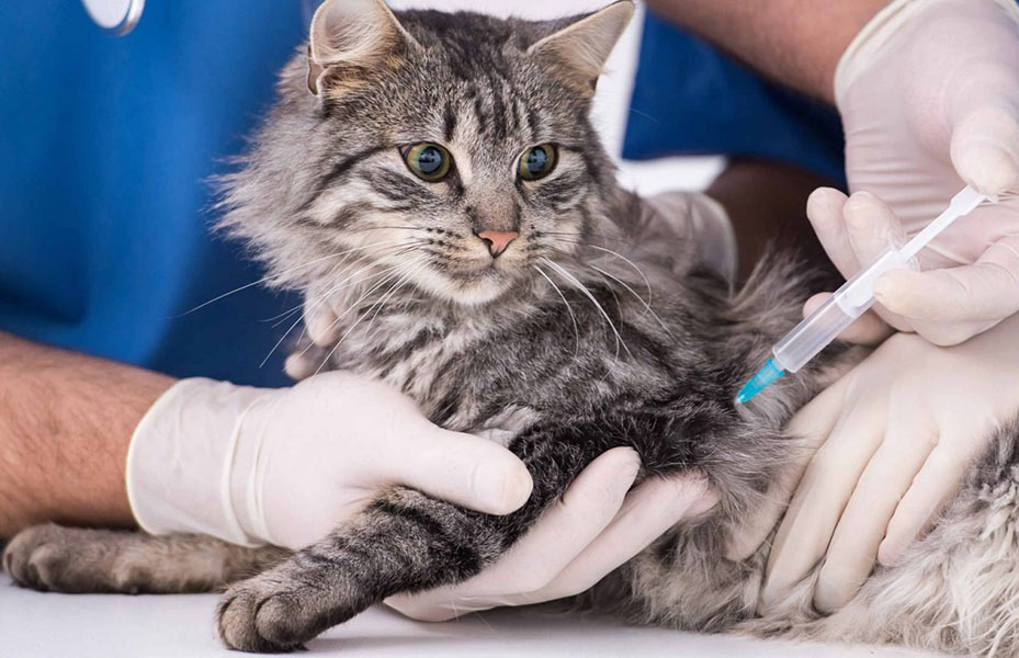 Understanding Core Vaccines: Which Ones Does Your Pet Need?