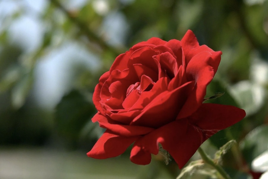 The Enduring Popularity of Red Roses: Symbolism, Versatility, and Beauty